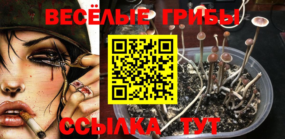 Галлюциногенные грибы Cubensis  Галлюциногенные грибы Psilocybe  Елец  Вход с VPN 